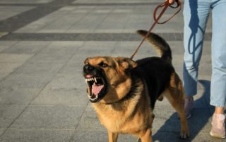 How To Live With an Aggressive Dog-