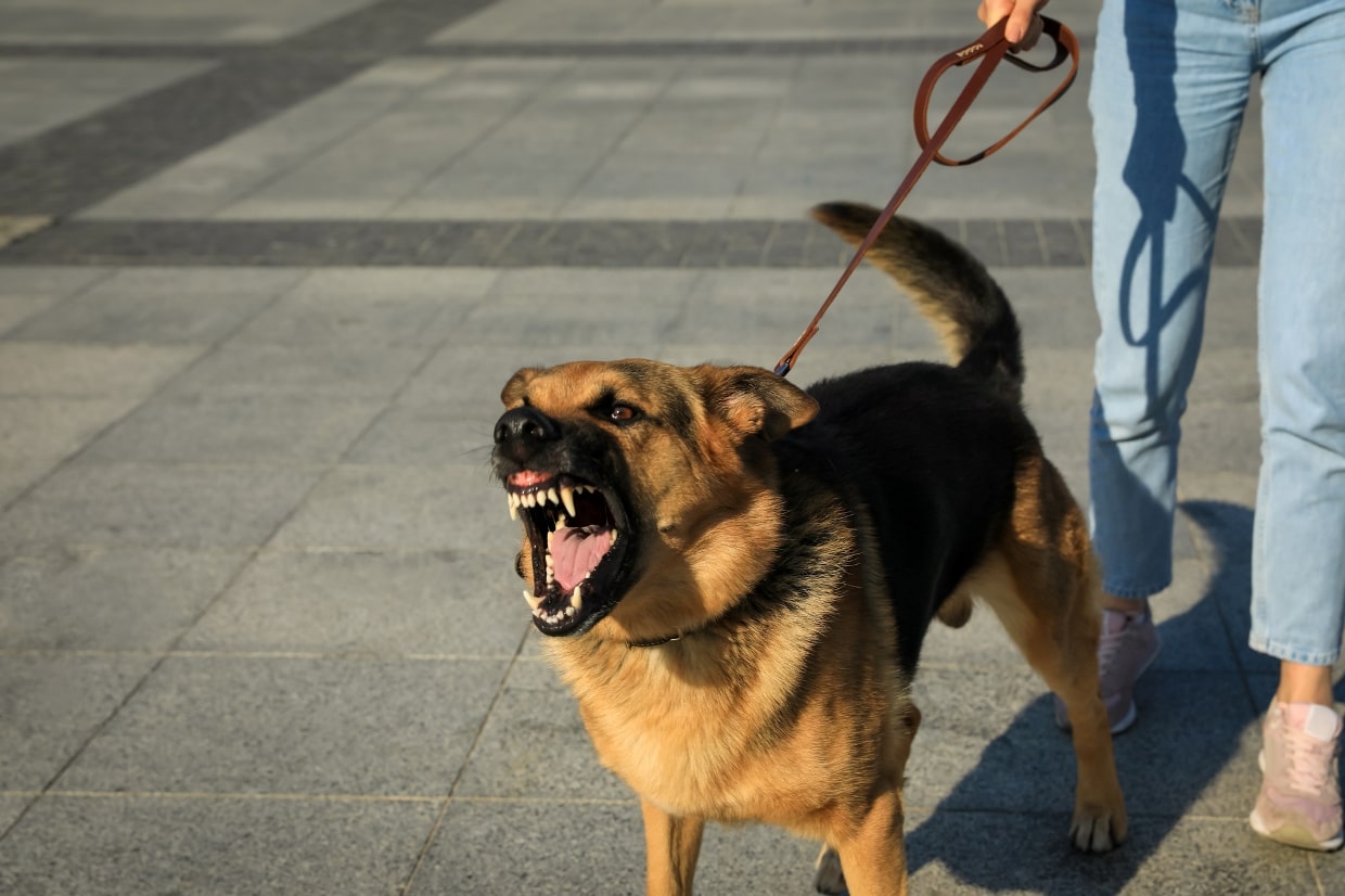 what defines an aggressive dog