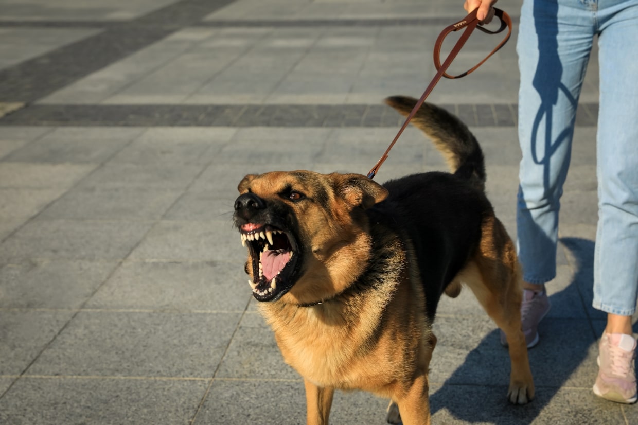 Dogs with 2025 leash aggression