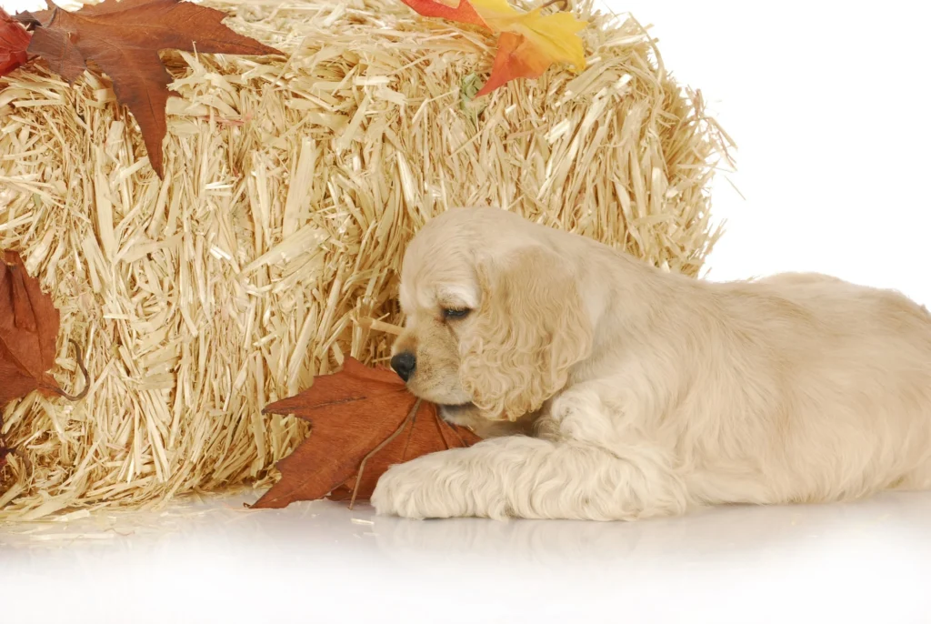 How To Stop My Puppy From Eating Everything