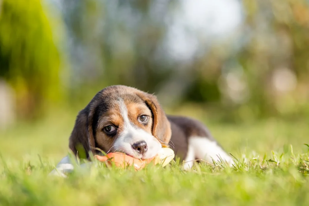 Incorporate These Dog Training Commands