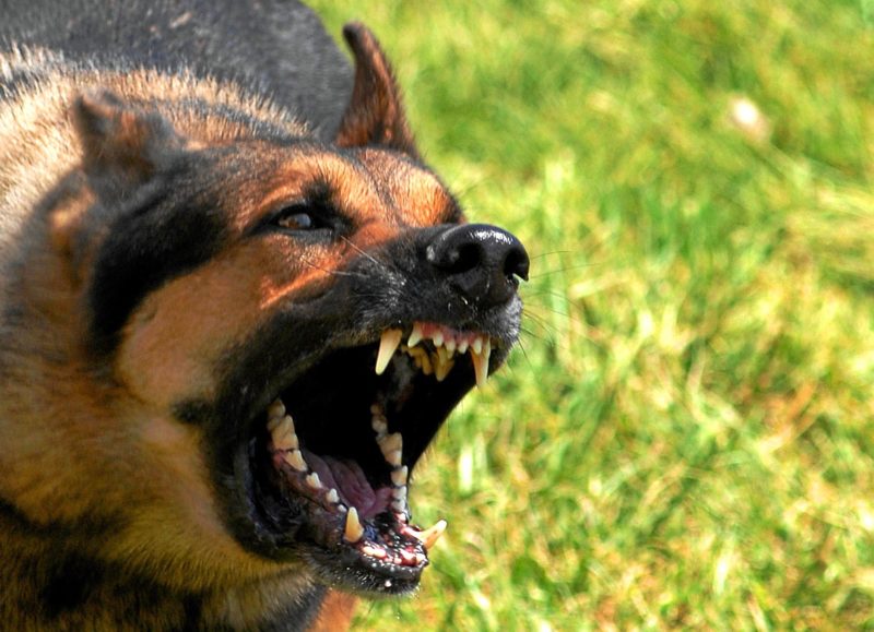 Aggressive dog. What makes some dogs attack other dogs that are friendly and how to correct it.