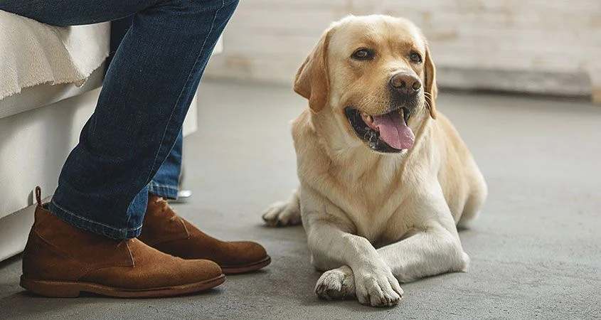 Calm and relaxed dog after dog training to avoid excessive barking.