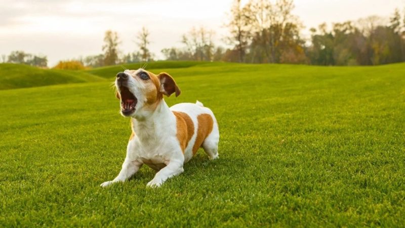 Dog barking in the park. Find out the reason why do dogs bark at nothing.