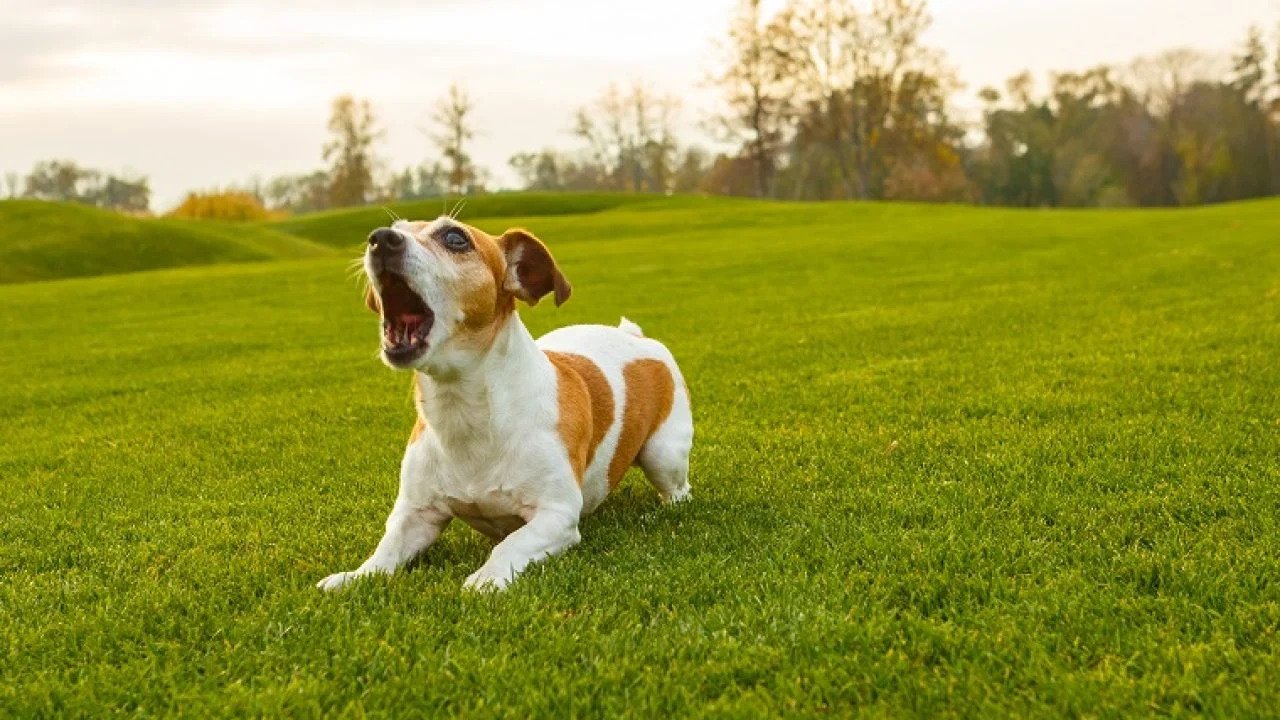 is it normal for dogs to bark at nothing