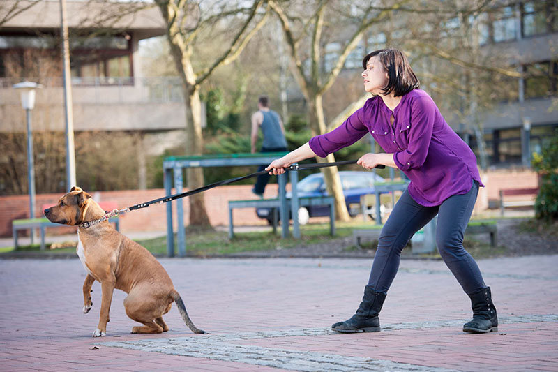 https://thedogwizard.com/wp-content/uploads/2022/07/Young-woman-having-difficulty-walking-her-pet-and-is-wondering-why-does-my-dog-pull-on-the-leash..jpg