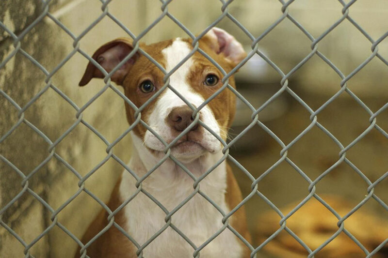 Dog inside the kennel concept image for rescue dog training