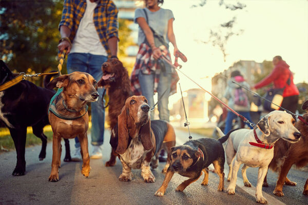 Rescue dog trainers walking multiple dogs