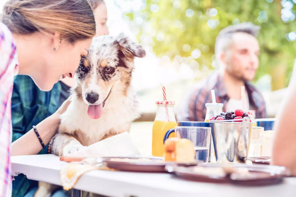 dog sitting with owner at a picnic table