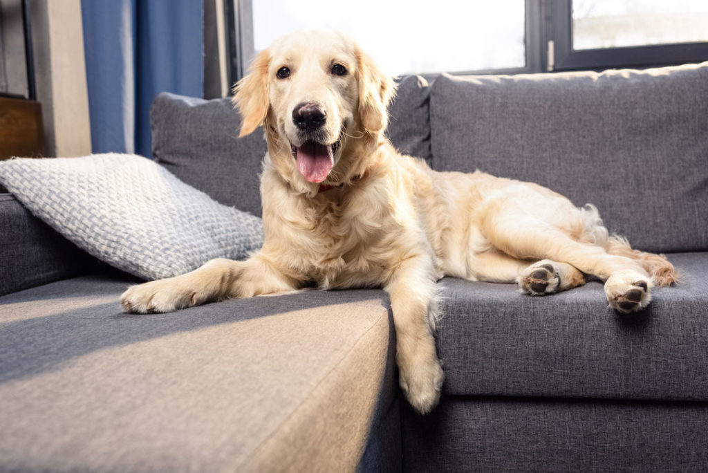 large dog sitting on a couch who need help from our dog training business