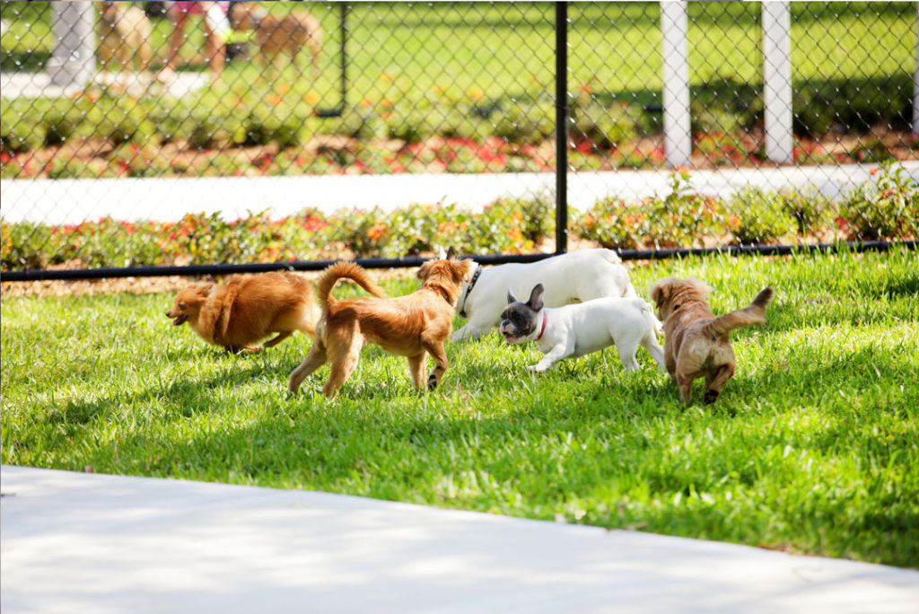 group of dogs playing in a dog park