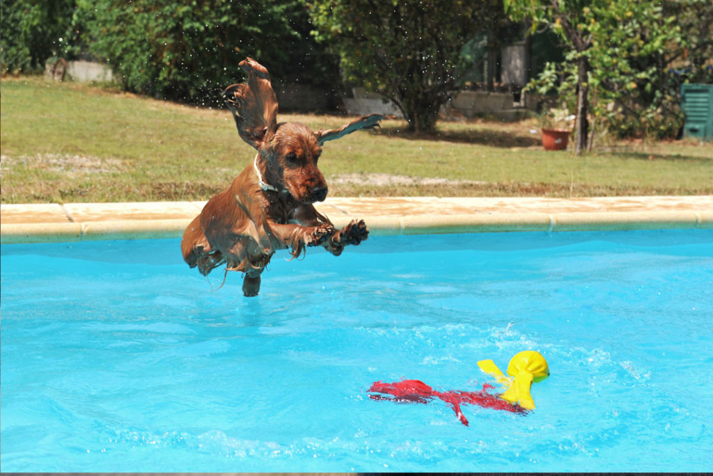 small brown dog jumping into a pool after its toy