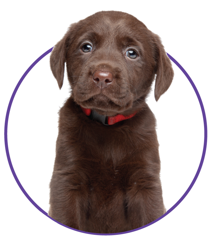 Brown puppy concept image for puppy training programs