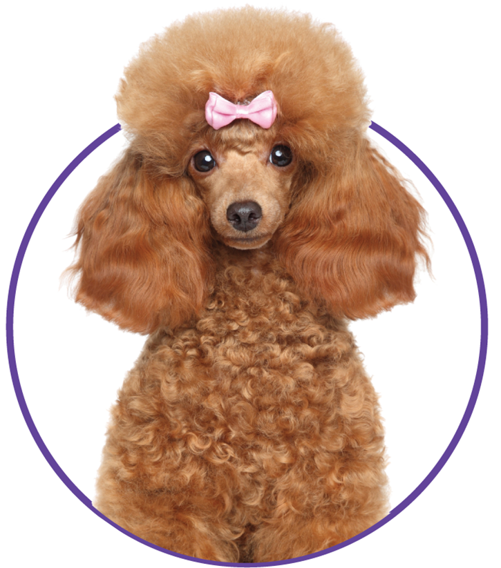Poodle dog with a pink bow