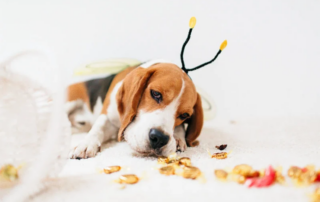 Dog eating candies concept image for what to do if your dog eats halloween candy &#;