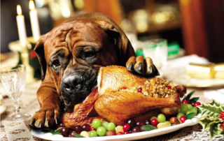 Dog eating turkey concept image for thanksgiving safety tips for dogs. &#;