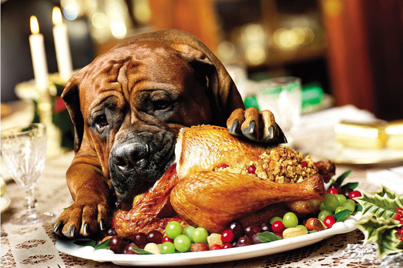 Dog-eating-turkey-concept-image-for-thanksgiving-safety-tips-for-dogs image