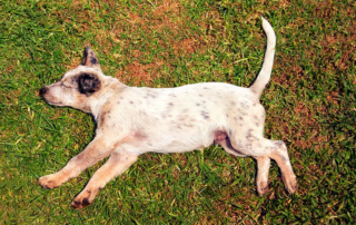 Dog lying on grass concept image of what to do for a dog with heat exhaustion.