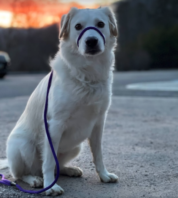 Aggressive dog wearing slip lead concept image for dog aggression training.