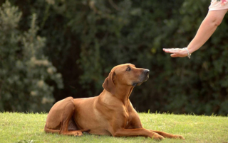 Woman showing how to deal with a dog that has separation anxiety.