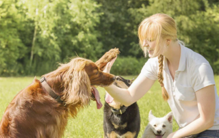 Young lady training her dogs concept image for how to start a dog training business.