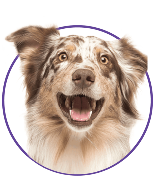 Dog Training in Wilmington, North Carolina The Dog Wizard