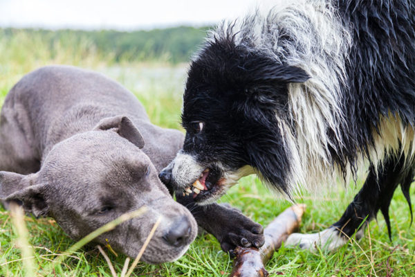 Dog showing aggression towards another dog.