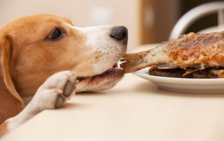 Dog stealing food from the table concept image for when and how to use a pet corrector.