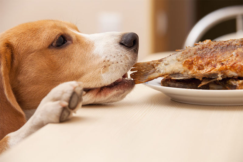 Dog stealing food from the table concept image for when and how to use a pet corrector.