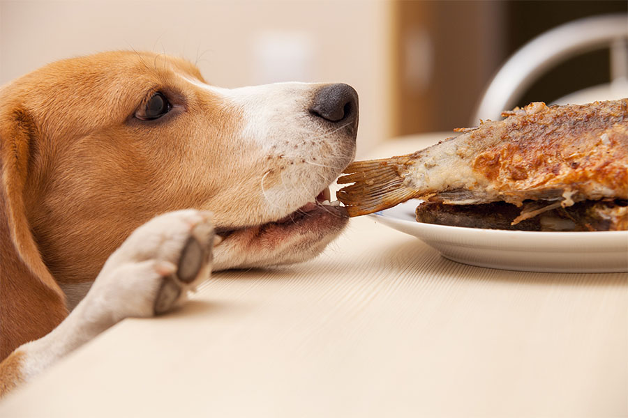 Canned air outlet for dog training