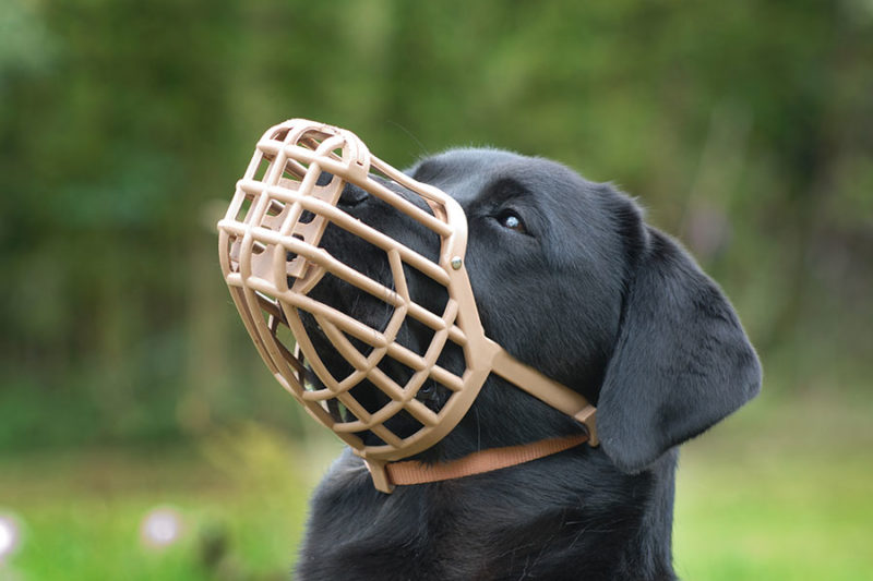 Dog wearing basket muzzle concept image for when should you use a muzzle on a dog.