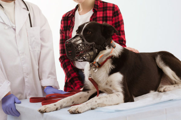 Dog wearing muzzle during vet visit.