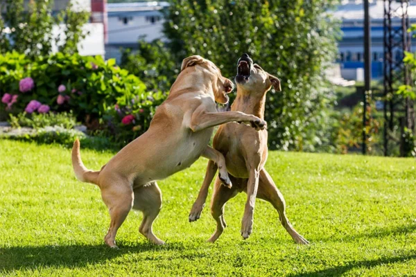 Aggressive male dogs fighting
