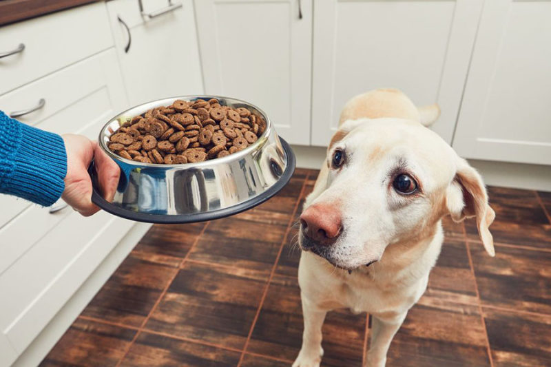 Dog owner feeding his pup concept image for what is the difference between operant conditioning and classical conditioning.