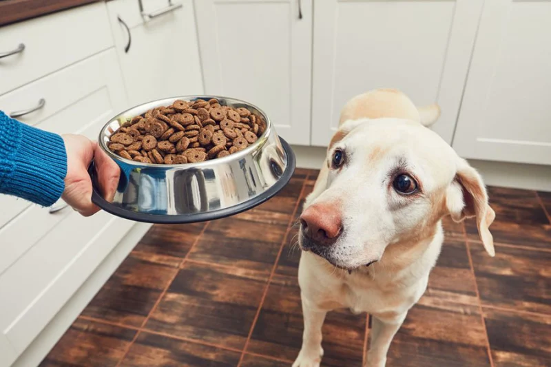 Dog owner feeding his pup concept image for what is the difference between operant conditioning and classical conditioning.