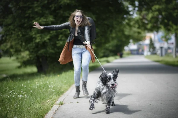 Dog pulling on a lead during a walk.