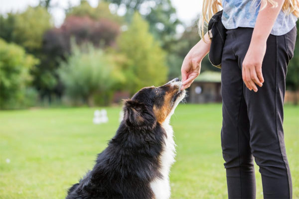 Dog trainer rewarding the dog with treats.