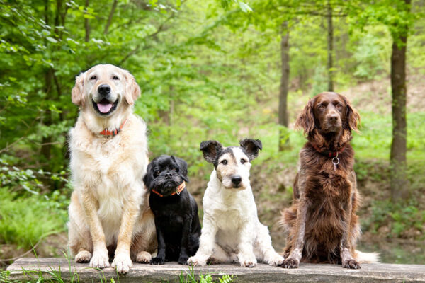 Well behaved female dogs concept image on how to train an aggressive dog.