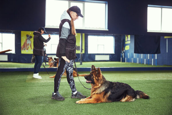 Certified professional dog trainer teaching dog obedience as part of treating severe separation anxiety. 