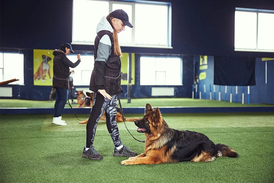 Certified professional dog trainer teaching dog obedience as part of treating severe separation anxiety. Certified professional dog trainer teaching dog obedience as part of treating severe separation anxiety.