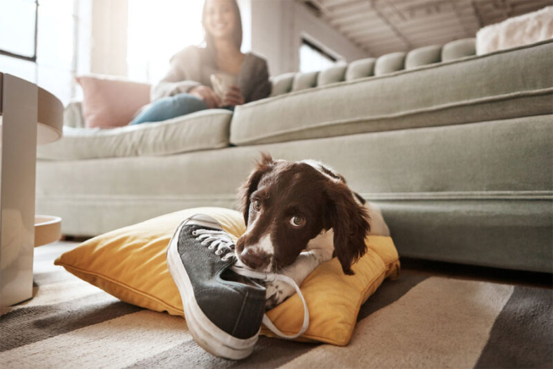 Dog chewing a shoe concept image for dog behavior problems.