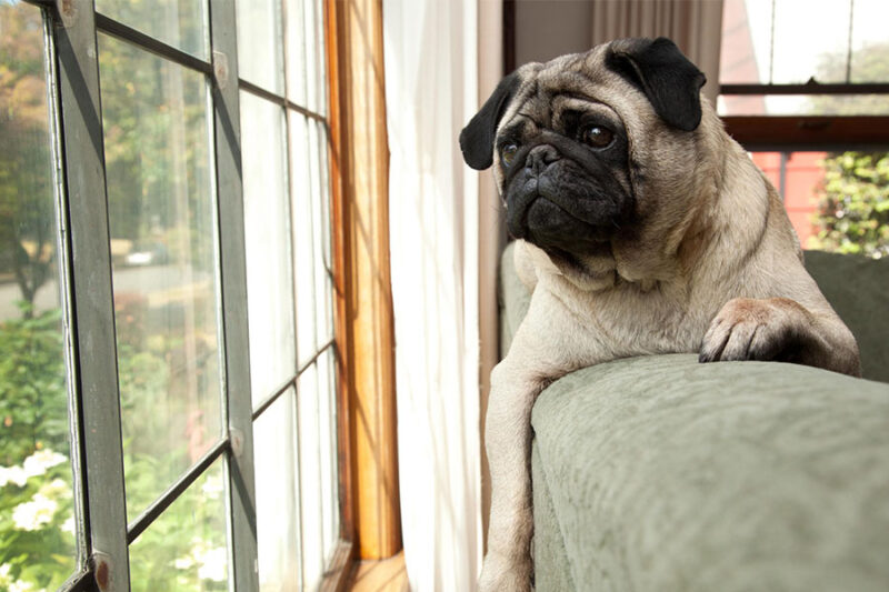 Dog looking out the window and suffering from mild separation anxiety concept image for dog separation anxiety training.