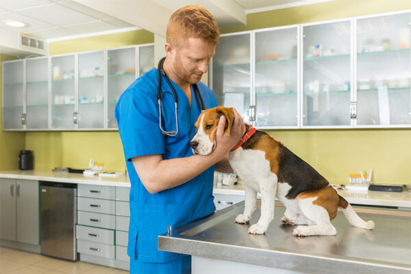 Vet examining dog with separation anxiety and in severe cases may recommend drug therapy. 