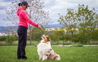 Dog training teaching her dog obedience concept image for dog training business license