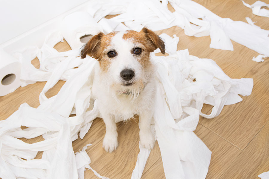 Jack Russell destroyed tissue rolls concept image for dog separation anxiety