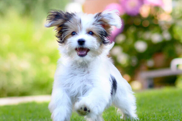 Pup running on the grass concept image for a healthy puppy