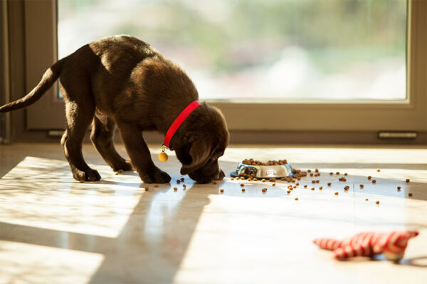 Puppy eating concept image for the right way in feeding your puppy