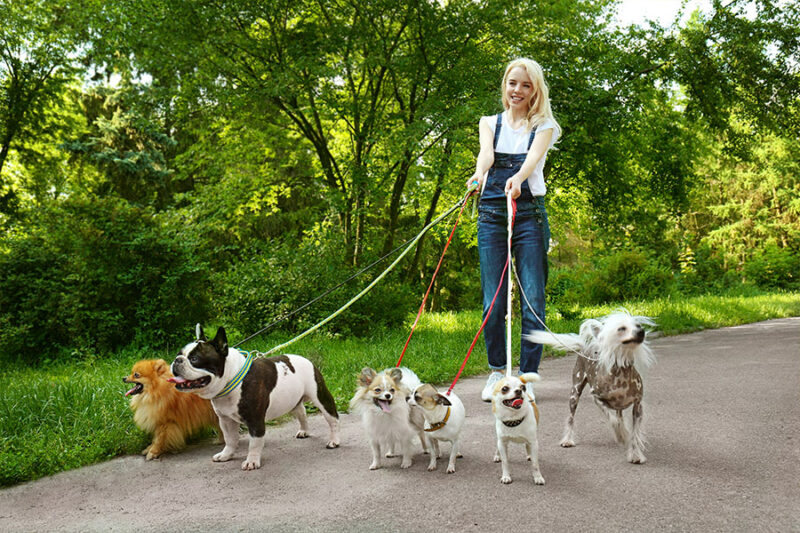 A female dog trainer confidently walking multiple dogs on a leash, showcasing effective control and leadership during a dog training session.