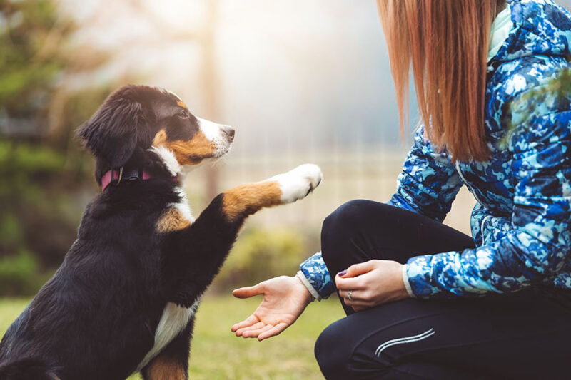 Engaging image of a puppy showing focus and determination as it learns to offer its paw for a treat during training