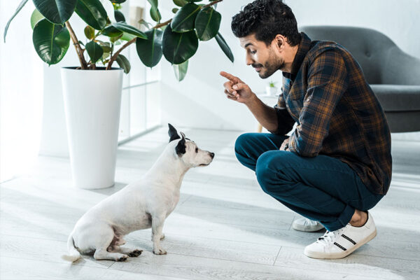 Dedicated trainer teaches a young dog to sit, using reward-based techniques to address aggressive behavior